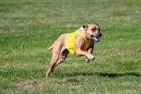 Prelims Fch 1 Islay Opal-5187