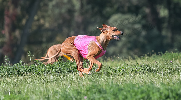 1 Prelims Vet 2 Xena Libby-5289