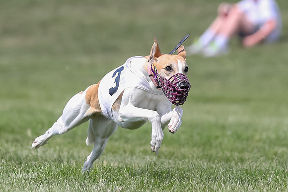 Program 3 Race 1 Puppy, Maverick Piper-3569