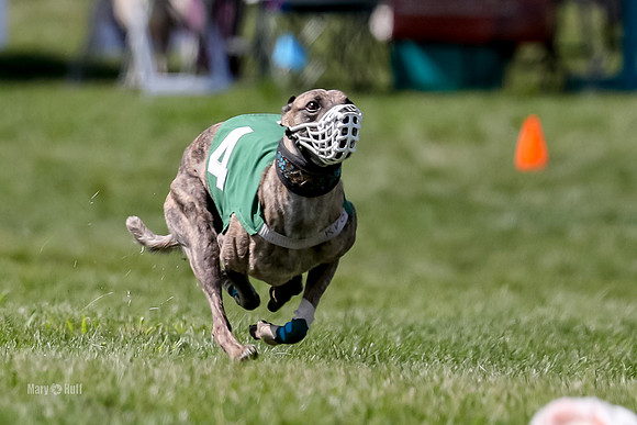 Program 3 Race 10, Lola Janey Bindi Safari Halima-3863