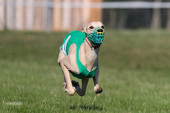 Program 1 Race 1 Puppy, Piper Maverick-4546-2