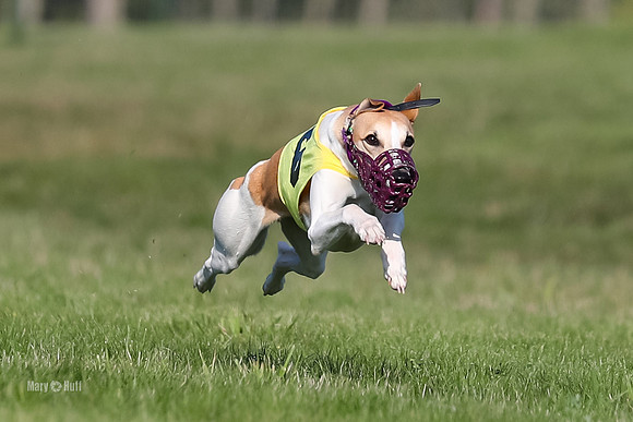 Program 1 Race 1 Puppy, Piper Maverick-4546