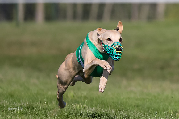 Program 1 Race 1 Puppy, Piper Maverick-4548