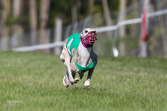 Program 1 Race 4, Jett Chuck Clara Strummer Sting-4596