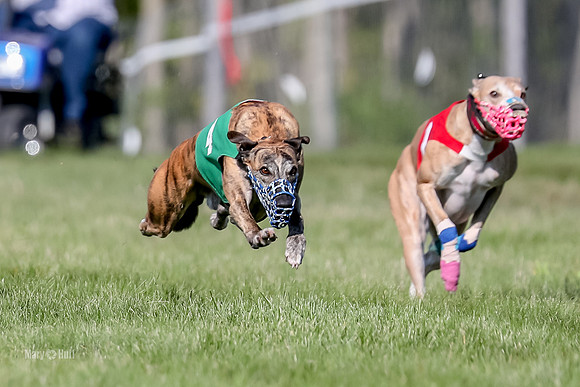 Program 1 Race 7, Chip Gunner Meat Loaf Valleri Babblez-4702