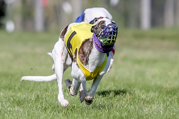 Program 1 Race 7, Chip Gunner Meat Loaf Valleri Babblez-4706