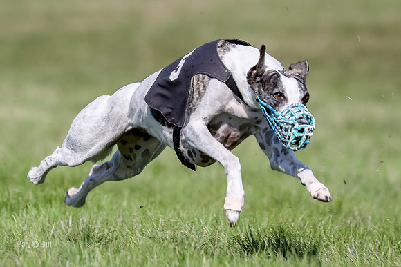 Program 1 Race 7, Chip Gunner Meat Loaf Valleri Babblez-4718