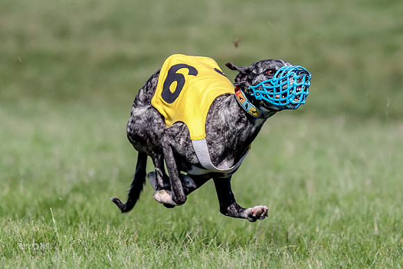 Program 1 Race 10, Halford Cheers Letti Kraken Raven-4845