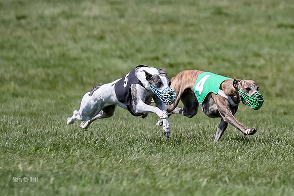 Program 3 Race 7, Meat Loaf Lola Bogie Alex Valleri Janey-5370