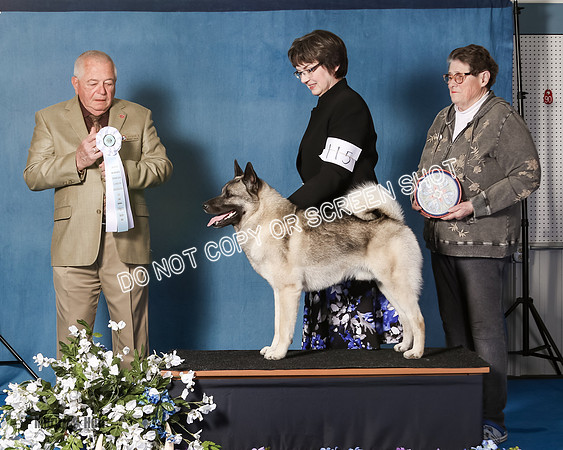 Elkhound 2020-1063