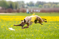 Greyhound