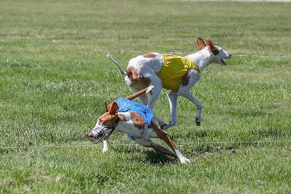 Finals Fch 1 Willow Penny Madyson-8279