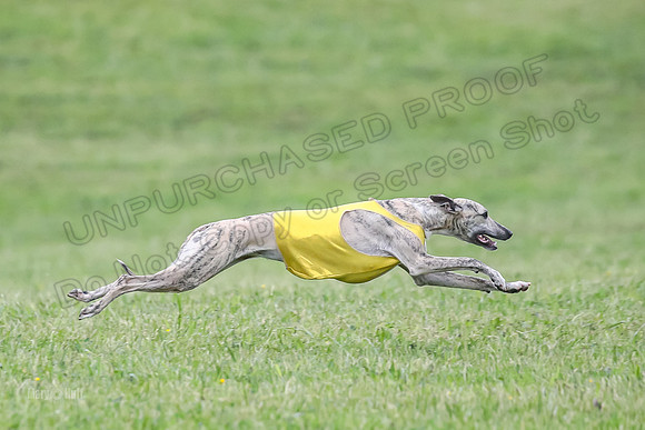 Prelim Open E6, Dazzle Sunshine-9208