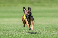 LCI Sighthound Mix