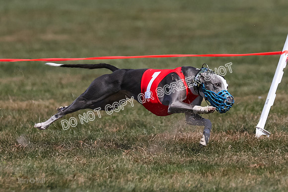 Prg 3, Race 5, Elia Savvy Mika Flint-2037