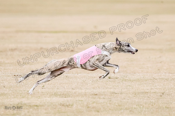 1Prelim Open 2 Shine Maverick Steel-2968