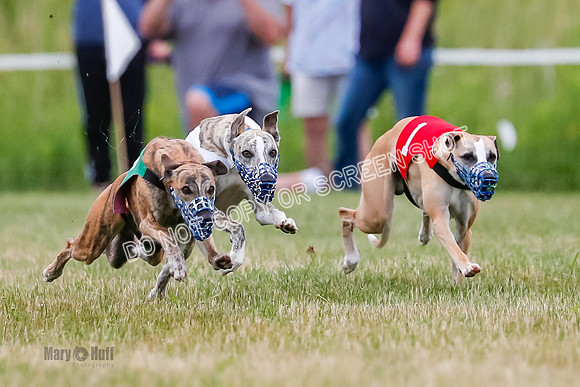 Prg 2, Race 4, Marty, Bogie, Denim, Meatloaf, Blaze, Raz-3-6