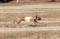 Open, Prelim, Amp-Hoot-Quinn-4342