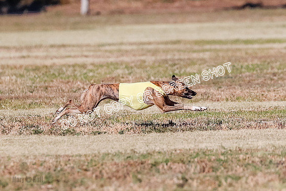 Open, Prelim, Amp-Hoot-Quinn-4342