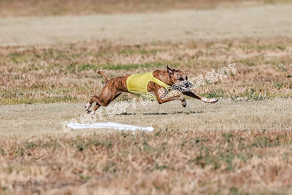 Open, Prelim, Amp-Hoot-Quinn-4348
