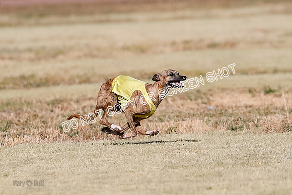 Open, Prelim, Amp-Hoot-Quinn-4355
