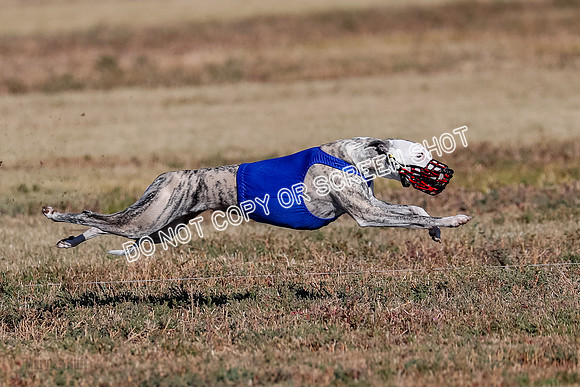 Open, Prelim, Amp-Hoot-Quinn-4363