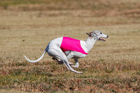 Open, Prelim, Amp-Hoot-Quinn-4366
