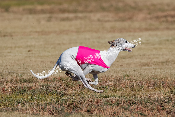 Open, Prelim, Amp-Hoot-Quinn-4366