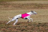 Open, Prelim, Amp-Hoot-Quinn-4367