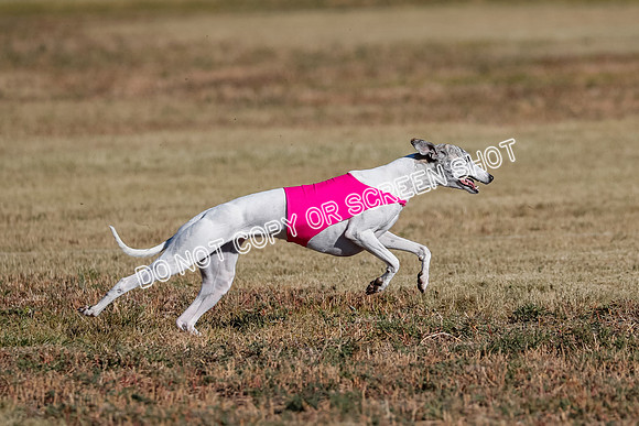 Open, Prelim, Amp-Hoot-Quinn-4367