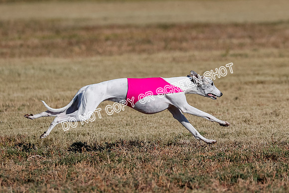 Open, Prelim, Amp-Hoot-Quinn-4368