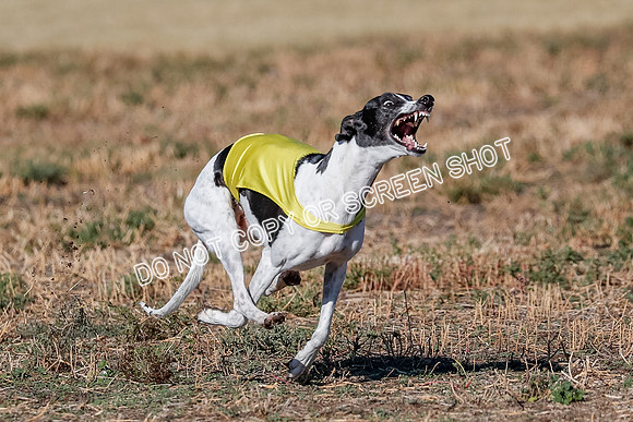 Open, Prelim, Dilly-Winta-4480
