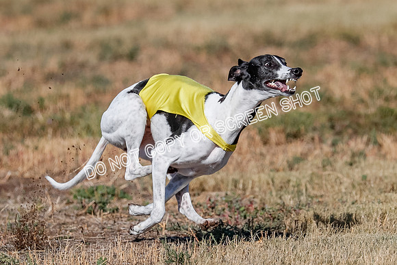 Open, Prelim, Dilly-Winta-4484