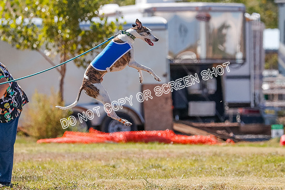 BOB, Flint-Della-Archer-5417
