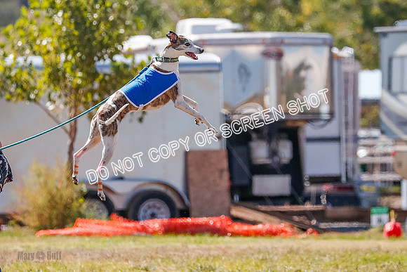 BOB, Flint-Della-Archer-5419