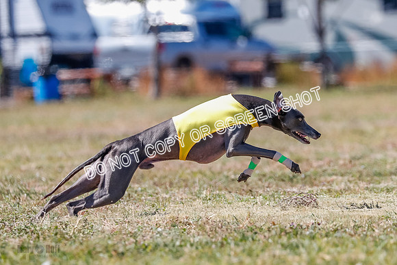 BOB, Flint-Della-Archer-5452