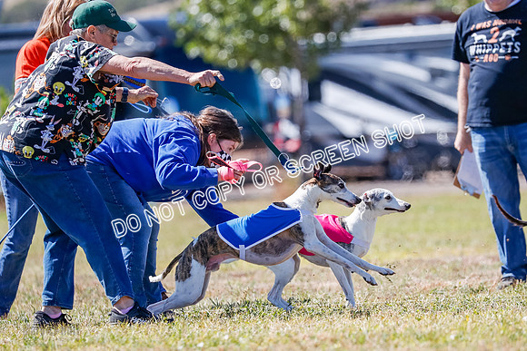 BOB, Flint-Della-Archer-5449