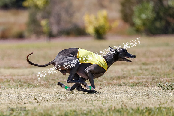 BOB, Flint-Della-Archer-5455