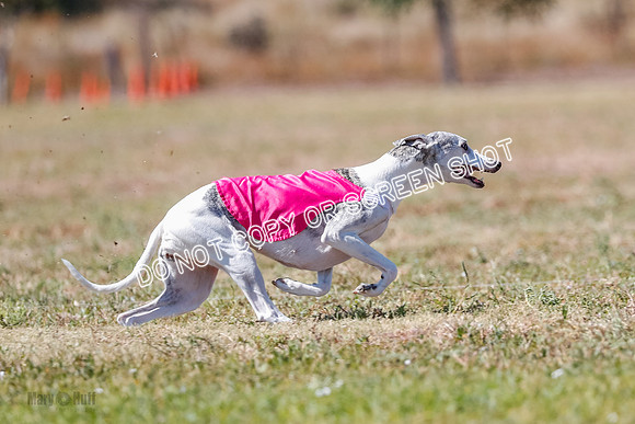BOB, Flint-Della-Archer-5459
