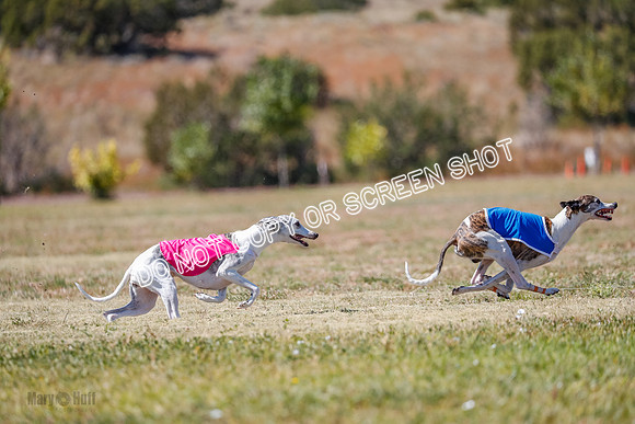 BOB, Flint-Della-Archer-5456