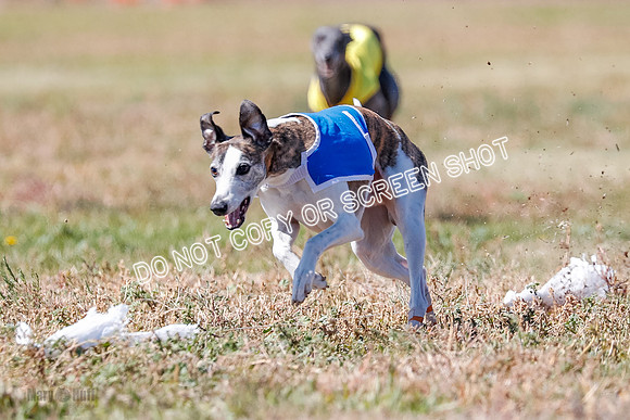 BOB, Flint-Della-Archer-5480