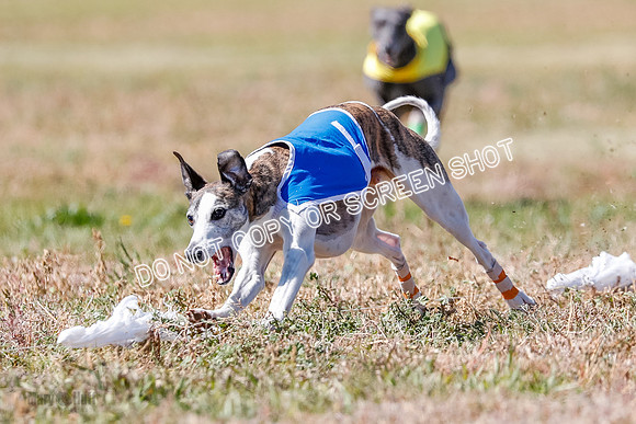 BOB, Flint-Della-Archer-5481