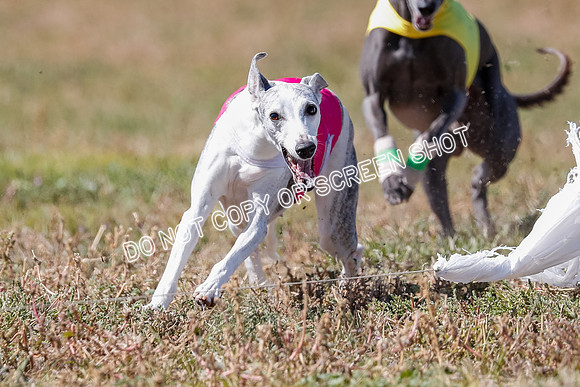 BOB, Flint-Della-Archer-5487
