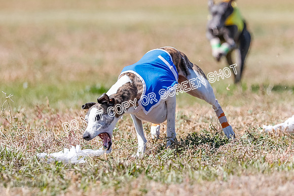 BOB, Flint-Della-Archer-5482