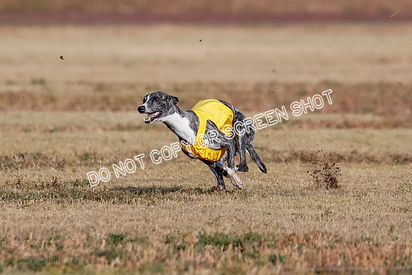 Open 2, Flight A, Prim-Betty-Cole-5563