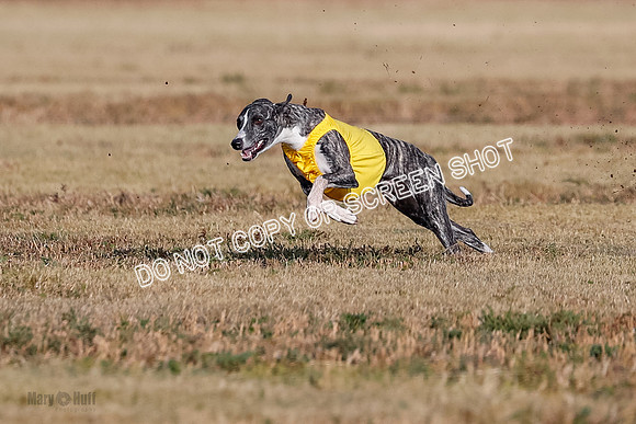 Open 2, Flight A, Prim-Betty-Cole-5564