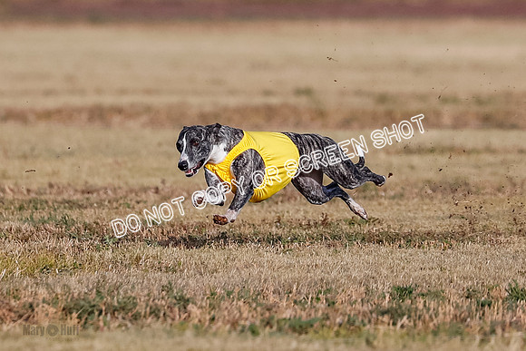 Open 2, Flight A, Prim-Betty-Cole-5565