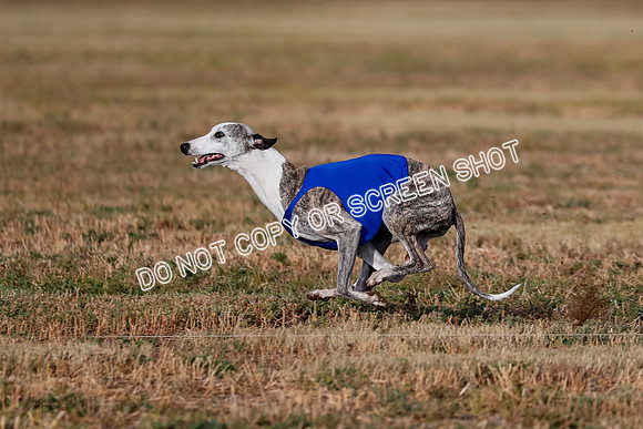Open 2, Flight A, Prim-Betty-Cole-5574