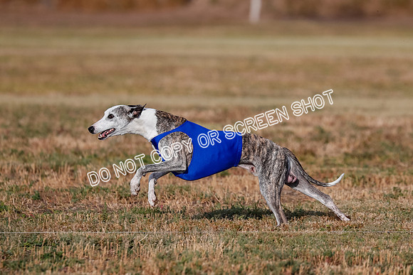Open 2, Flight A, Prim-Betty-Cole-5571