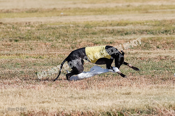 Open 1, Flight B, Sealli-Bindi-Fayde-5775